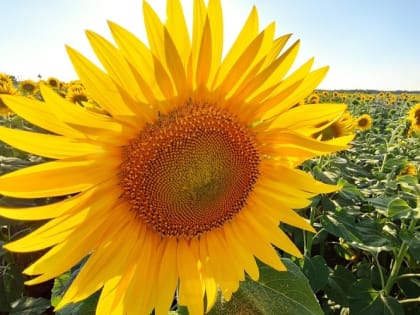 На неделе в Саранске трижды был побит температурный рекорд 