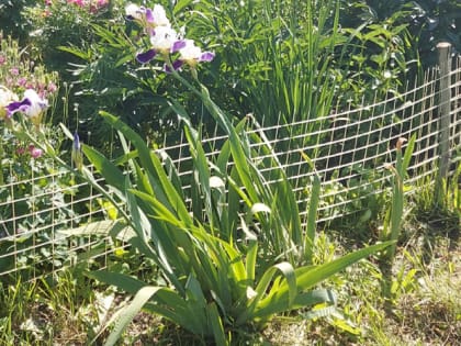 Когда и как правильно поделить ирисы