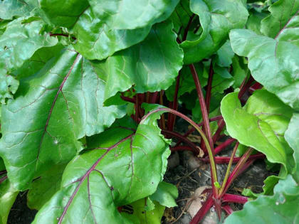 Чем подкормить красную свеклу, чтобы была сладкая