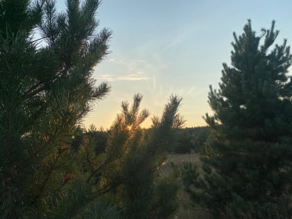 С 5 по 6 сентября местами на территории Мордовии ожидается высокая (4 класс) пожарная опасность лесов