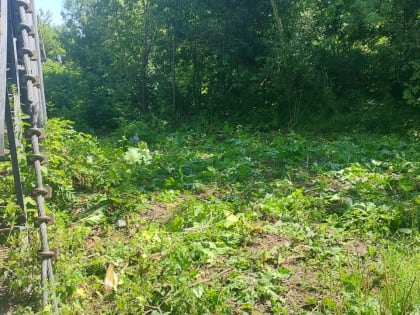 В Саранске продолжаются работы по уничтожению борщевика Сосновского