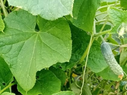 Как избавиться от тли на огурцах 