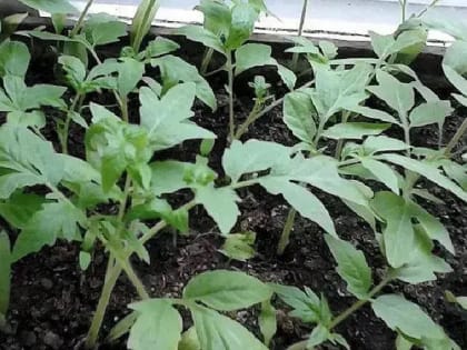 Рассада вытянулась, можно ли прищипнуть?