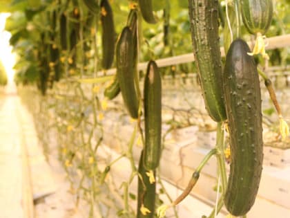 Выращивание огурцов по Лунному календарю в 2023 году 