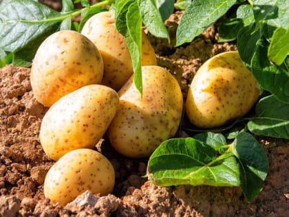 Как избавиться от проволочника: самые действенные способы от агрохимика