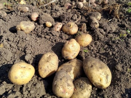 Как правильно хранить картошку