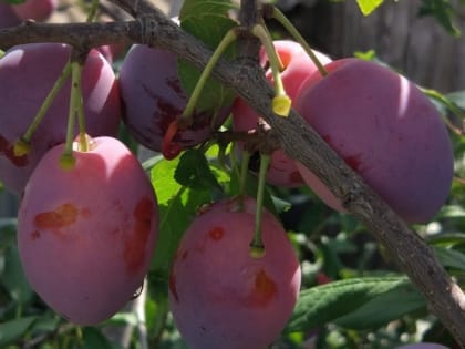 Лучшие сорта сливы по урожайности и вкусу 