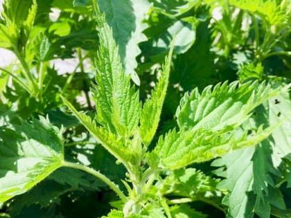 Врач Вялов рассказал о неожиданной пользе крапивы