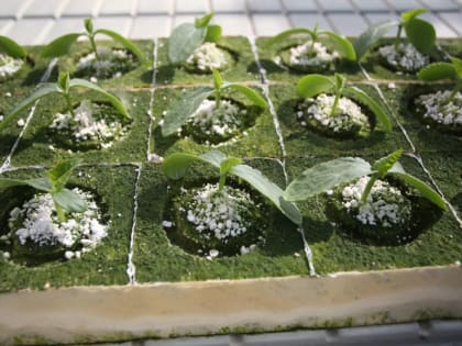 Когда сажать огурцы на рассаду в 2024 году: лучшие даты