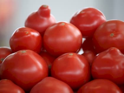 Что делать, если у томатов не завязываются плоды 