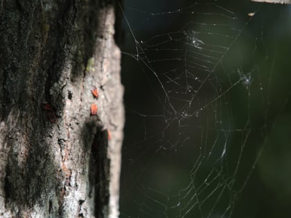 Синоптики рассказали, каким будет август
