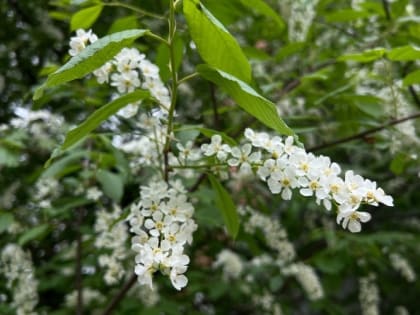 Синоптики рассказали о погоде в Мордовии 1 мая