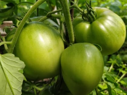 Как правильно собрать свои семена томатов 