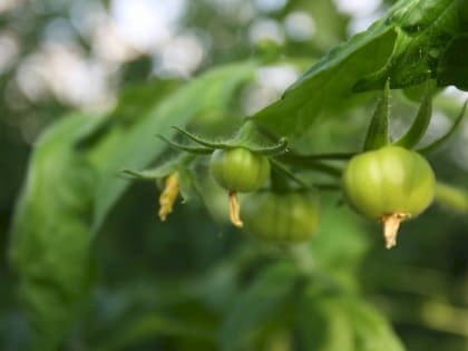 Лунный календарь огородника и садовода на июнь 2023 года