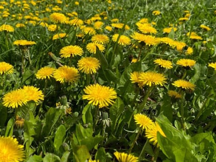 Смотрите на одуванчики: главный признак, указывающий, что пора сажать картошку