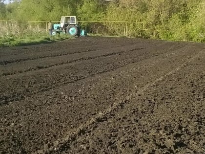 Как защитить картофель от проволочника: народные способы без всякой химии