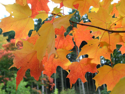 В Саранске на 16 и 17 октября объявлено оперативное предупреждение