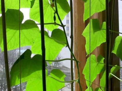 Огород на подоконнике: что можно вырастить в домашних условиях