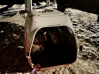 Кошка чудом выжила в смертельном ДТП на Урале 