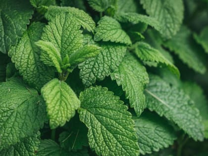Почему лучше не употреблять мелиссу