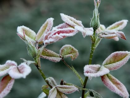 29 августа в Мордовии ожидаются заморозки до 0