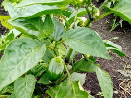 Перца будет много, если подкормить его этим прямо сейчас