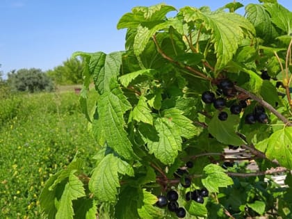 Простой способ размножить черную смородину зимой 