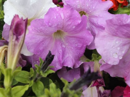 Синоптики: Мордовия попала в «мешок холода»