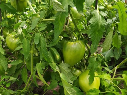 Огородник придумал хитрость, чтобы помидорной рассаде было теплее