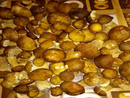 В России зафиксирован первый случай отравления грибами