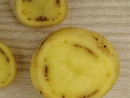 Кольцевая гниль картофеля: как избежать распространения болезни