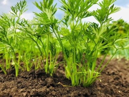 Теплые грядки: новые тренды среди дачников России