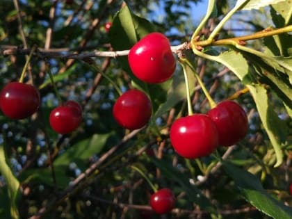 Сорта вкусной вишни, которые не болеют 