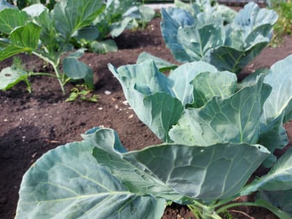 Как избавиться от блошки на капусте навсегда без химии
