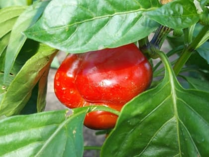 Сбор болгарского перца: когда и как определить зрелость
