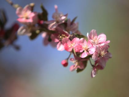 Что делать, если яблони зацвели осенью