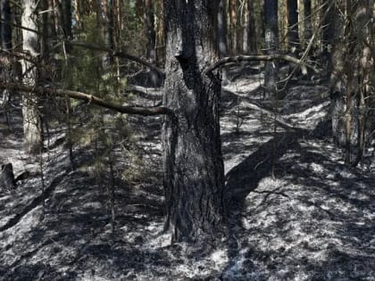 В Минлесхозе определили стратегию тушения лесных пожаров в новом году