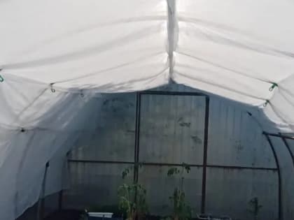 Чем обработать теплицу осенью от вредителей и болезней