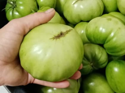 Почему трескаются томаты