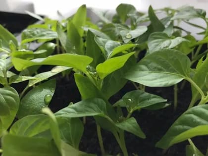 Лучшее время для посева перца на рассаду в 2024 году