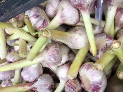 Выбор между яровым и озимым чесноком