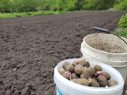 Как защитить картошку от проволочника: простые способы без опасной химии