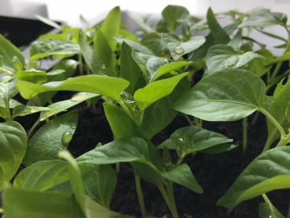 Агроном раскрыла неожиданный способ защиты рассады от опасных болезней