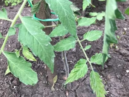 Проверенный дедовский способ определения, что рассаду помидор можно высаживать