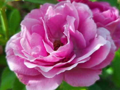 Подготовка роз к зиме: советы для садоводов