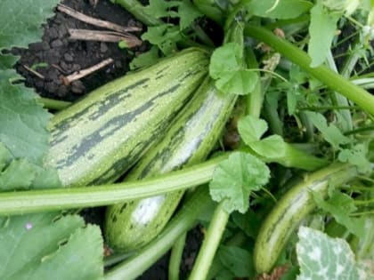 Чем подкормить кабачки, чтобы собирать урожай до начала холодов