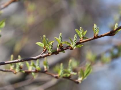 Синоптики рассказали, какой будет погода в Мордовии в марте