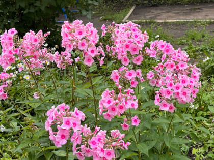 Не опоздайте! Обязательно сделайте это в саду и огороде в августе