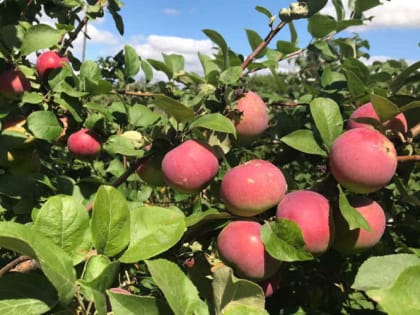 Яблочный Спас: не делайте этого 19 августа, иначе ждите беды