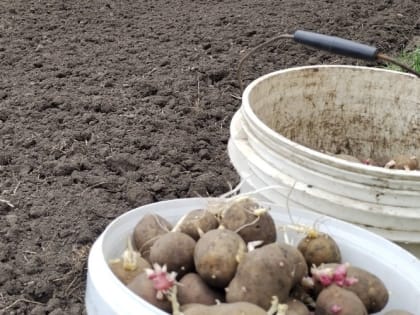 Секреты сбора картофеля: советы специалистов